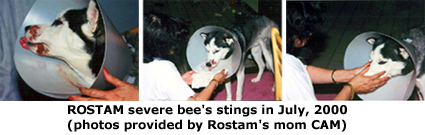 ROSTAM bee's stings