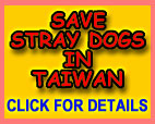 Save Stray Dogs In Taiwan